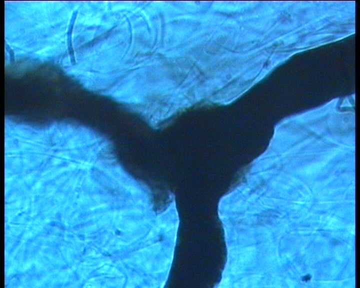 Hydropus atramentosus (Kalchbr.) Kotl. & Pouz.